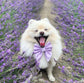 Lilac Silk Dog Bow – Purple Sailor Bow or Bow Tie