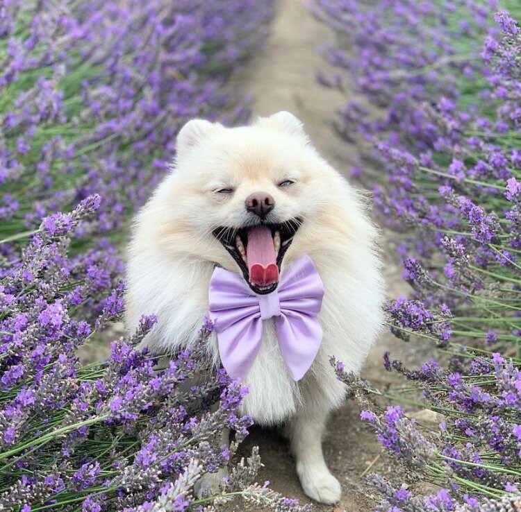 Lilac Silk Dog Bow – Purple Sailor Bow or Bow Tie
