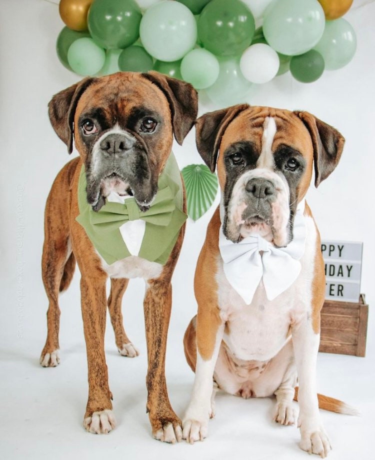 Pure White Velvet Dog Bow – Available in Sailor Bow and Bow Tie –  Dog Wedding Attire – Optional to Add Matching White Velvet Pet Collar