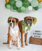 Pure White Velvet Dog Bow – Available in Sailor Bow and Bow Tie –  Dog Wedding Attire – Optional to Add Matching White Velvet Pet Collar