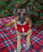 Bright Red Velvet Wedding Dog Tuxedo Bandana, Christmas Tuxedo Suit For Pets, Ring Bearer Outfit