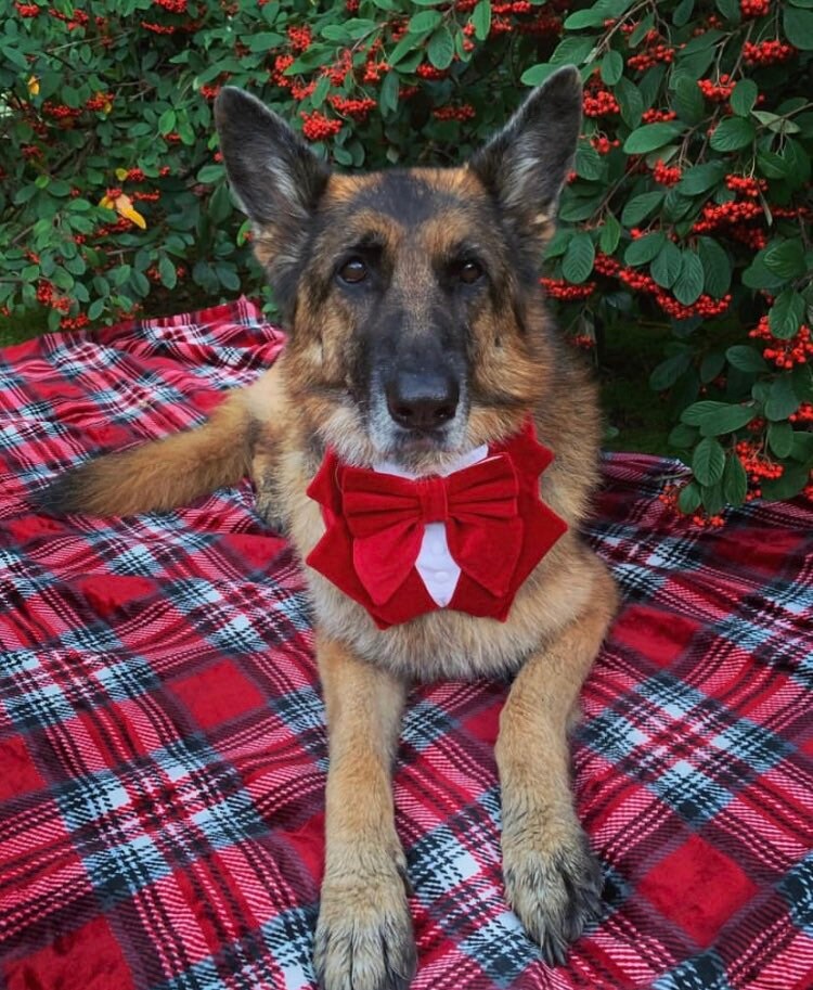 Bright Red Velvet Wedding Dog Tuxedo Bandana, Christmas Tuxedo Suit For Pets, Ring Bearer Outfit