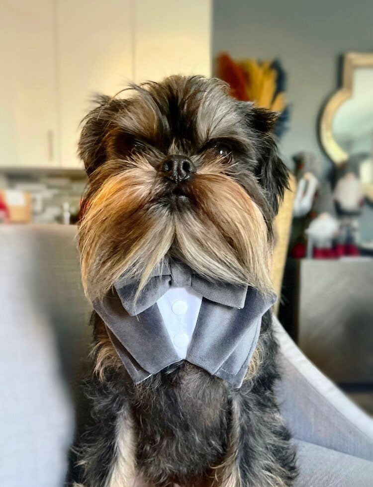 Sky Blue Velvet Wedding Dog Tuxedo | Wedding Pet Tuxedo Bandana  | Optional Upgrade to Dog Ring Bearer | Light blue Wedding Pet Attire