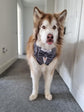 Sky Blue Velvet Wedding Dog Tuxedo | Wedding Pet Tuxedo Bandana  | Optional Upgrade to Dog Ring Bearer | Light blue Wedding Pet Attire