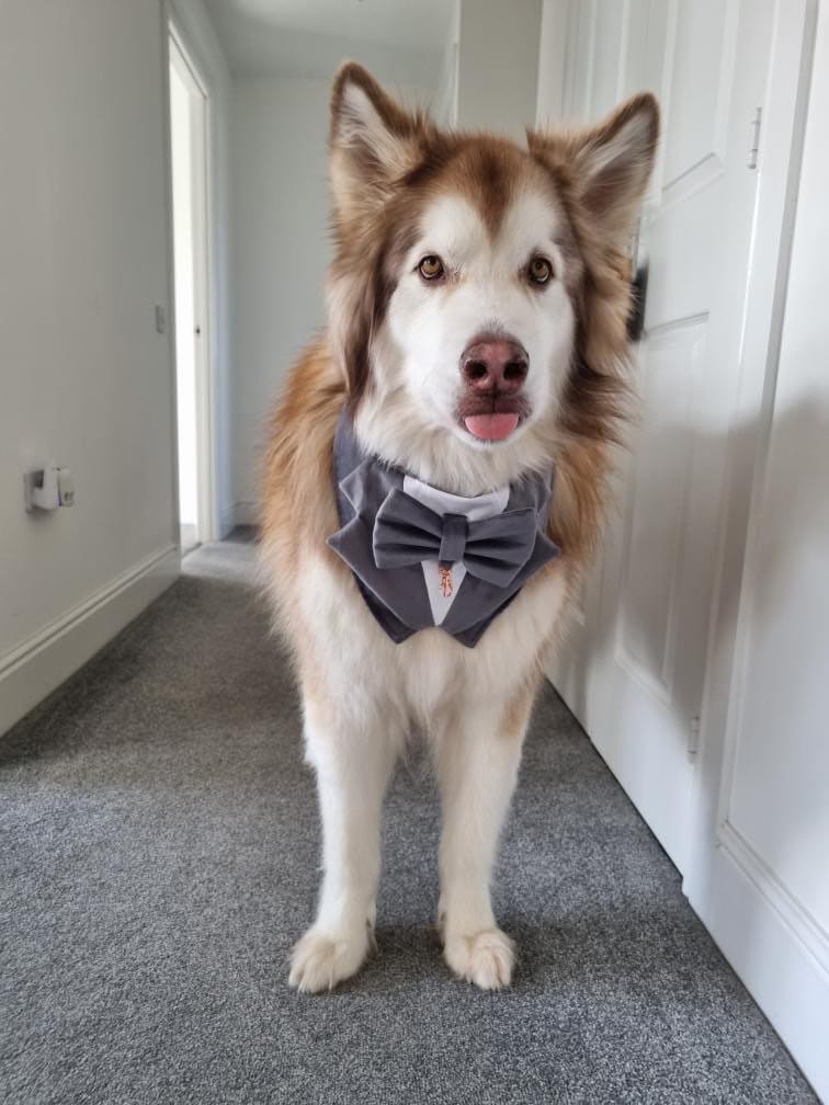 Sky Blue Velvet Wedding Dog Tuxedo | Wedding Pet Tuxedo Bandana  | Optional Upgrade to Dog Ring Bearer | Light blue Wedding Pet Attire