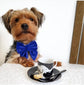 Royal blue Velvet dog bow, available in sailor bow and bow tie style, perfect pet bow for Christmas, New Year, Wedding