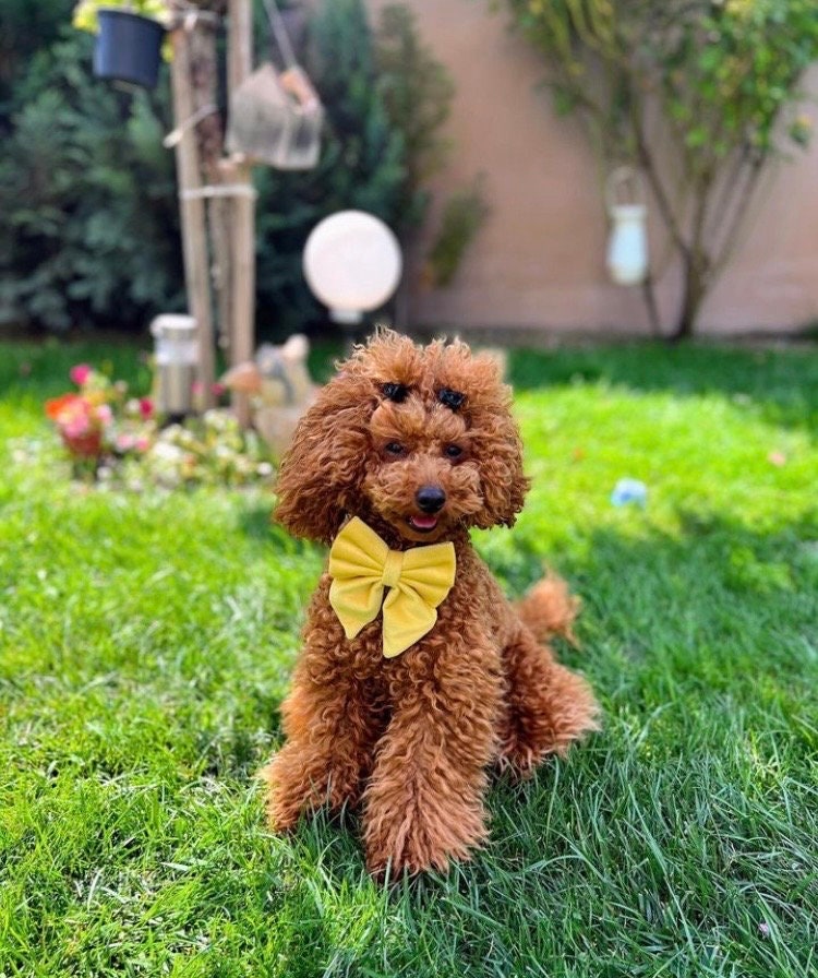 Pastel Yellow velvet dog bow, Available in sailor bow and bow tie style, Optional upgrade to Dog Collar Bow Set, Bright Yellow Pet Bow