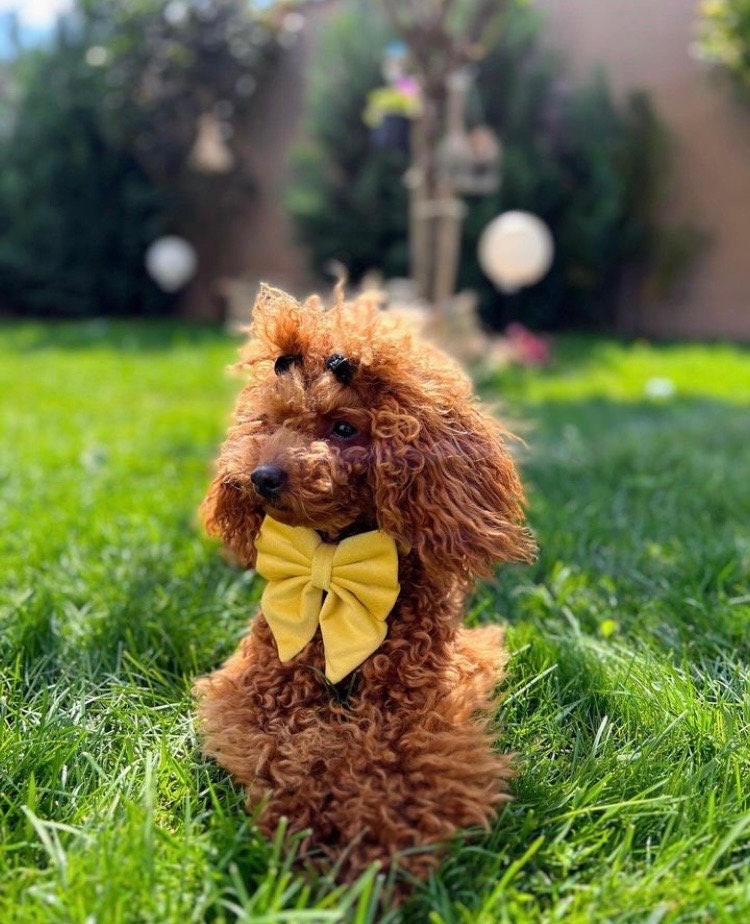 Pastel Yellow velvet dog bow, Available in sailor bow and bow tie style, Optional upgrade to Dog Collar Bow Set, Bright Yellow Pet Bow