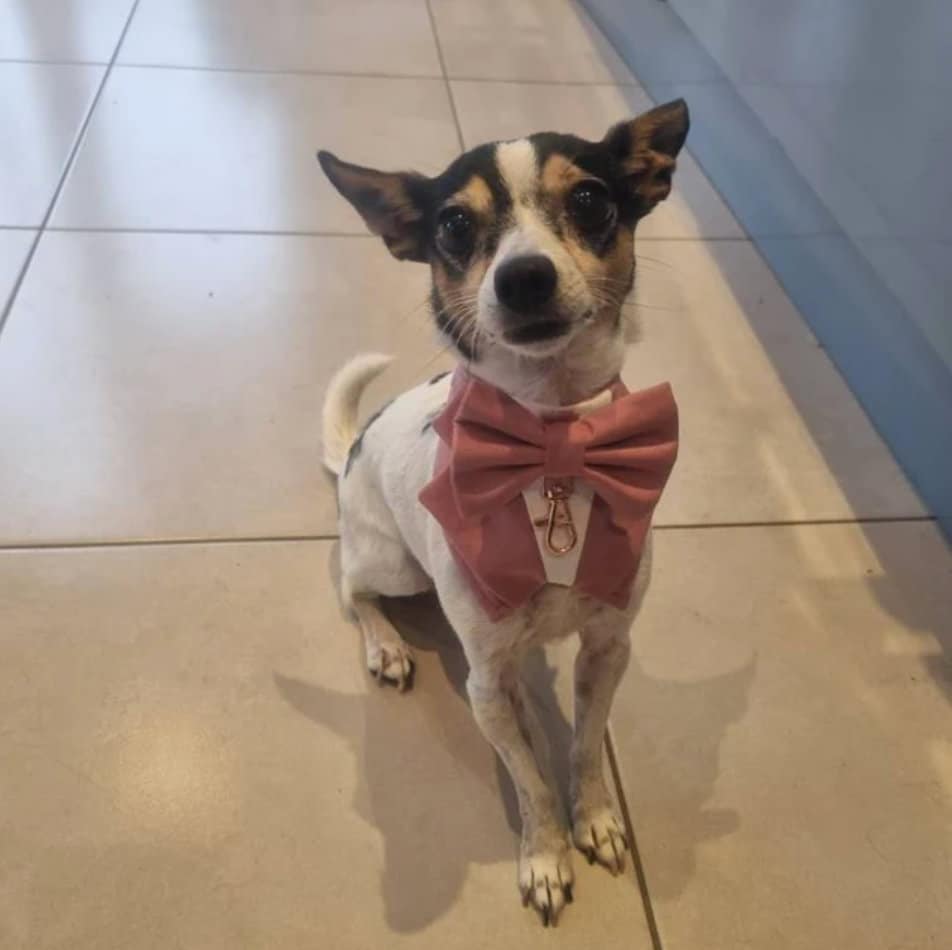 Wedding Dog Tuxedo Bandana: Dusty Pink Suit for Pet Ring Bearer