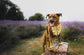 Summer Sunflower Dog Bow  – Available in Bow Tie and Sailor Bow – Optional to Upgrade with Matching Collar – Boho Sunflower bow