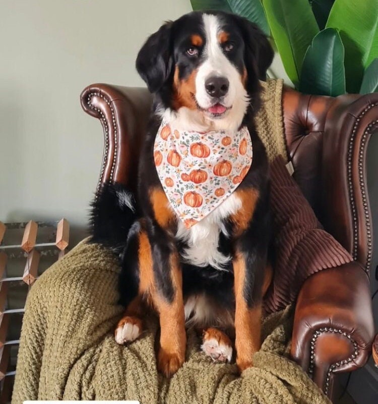 Autumn Pumpkin Dog Bandana – Pumpkin Patches Pet Bandana – Boho pet bandana – Snap On Bandana