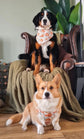 Autumn Pumpkin Dog Bandana – Pumpkin Patches Pet Bandana – Boho pet bandana – Snap On Bandana