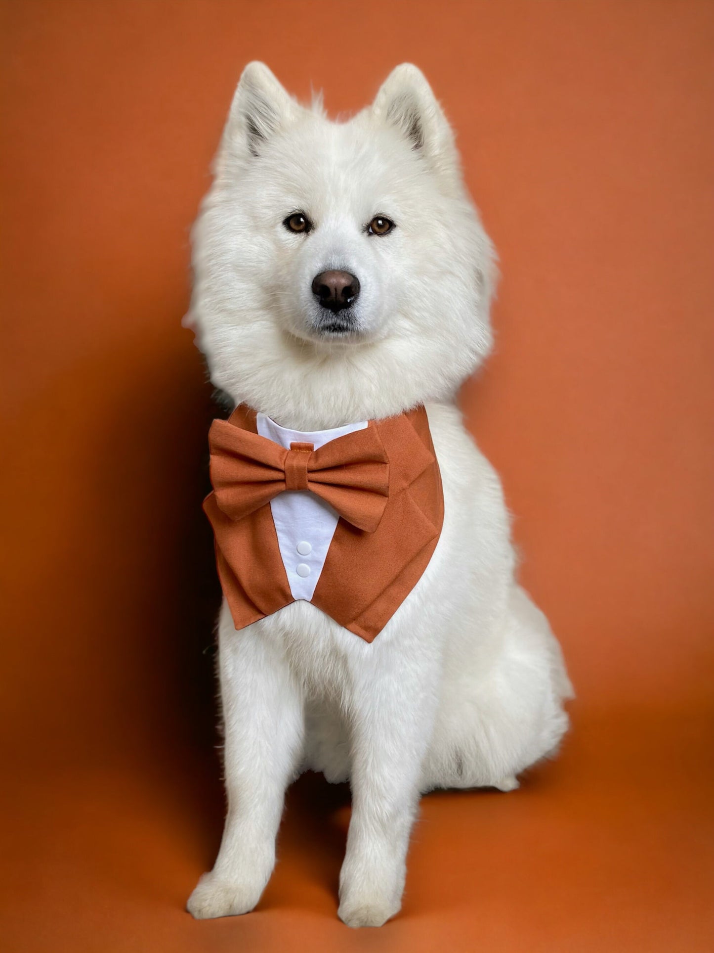 Terracotta Dog Wedding Tuxedo Bandana, Ring Bearer Attire for Pup of Honour