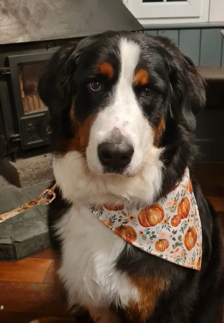 Autumn Pumpkin Dog Bandana – Pumpkin Patches Pet Bandana – Boho pet bandana – Snap On Bandana