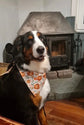 Autumn Pumpkin Dog Bandana – Pumpkin Patches Pet Bandana – Boho pet bandana – Snap On Bandana