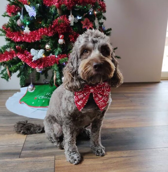 Christmas Dog Sailor Bow – Red "Ho Ho Ho" Cotton