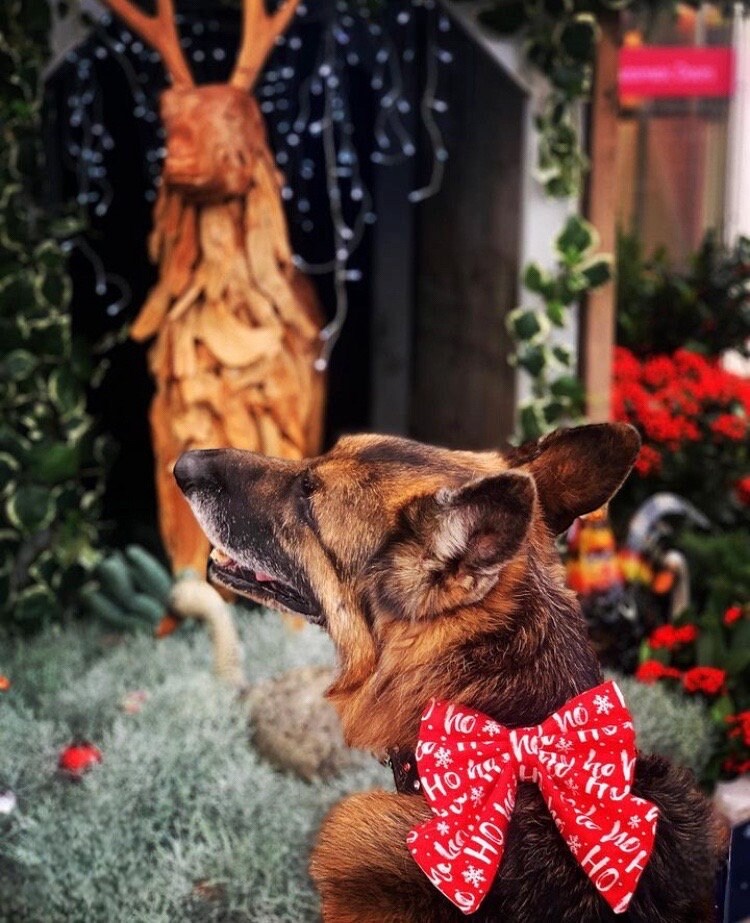 Christmas Dog Sailor Bow – Red "Ho Ho Ho" Cotton