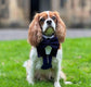 Navy Blue Wedding Dog Tuxedo Bandana, Ring Bearer Outfit For Pets