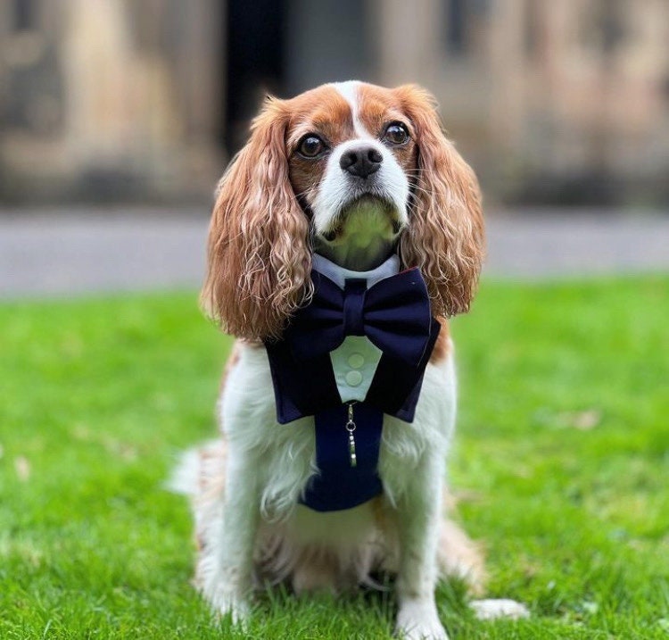 Navy Blue Wedding Dog Tuxedo Bandana, Ring Bearer Outfit For Pets