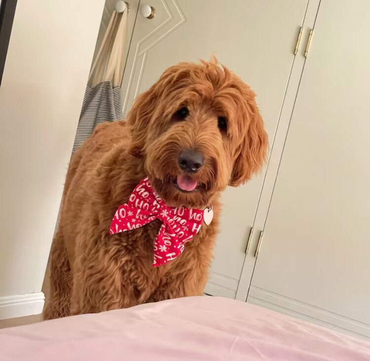 Christmas Dog Sailor Bow – Red "Ho Ho Ho" Cotton