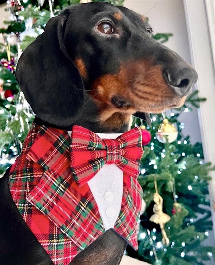 Royal Stewart Tartan Dog Tuxedo Bandana, Scottish Checks Wedding Waistcoat for Clan Stewart