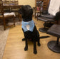 Sky Blue Velvet Wedding Dog Tuxedo | Wedding Pet Tuxedo Bandana  | Optional Upgrade to Dog Ring Bearer | Light blue Wedding Pet Attire