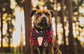 Royal Stewart Tartan Dog Tuxedo Bandana, Scottish Checks Wedding Waistcoat for Clan Stewart