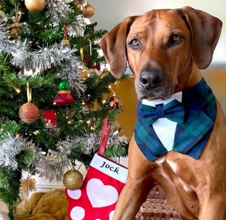 Black Watch Tartan Dog Tuxedo Bandana, Scottish Checks Dog Waistcoat for Clan Campbell