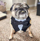 Black Wedding Dog Tuxedo Bandana: Ring Bearer Outfit for Pets