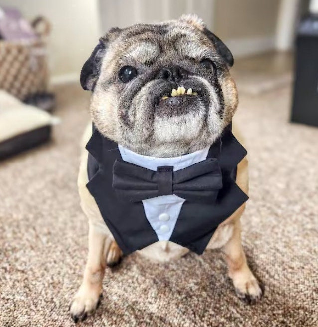 Black Wedding Dog Tuxedo Bandana: Ring Bearer Outfit for Pets
