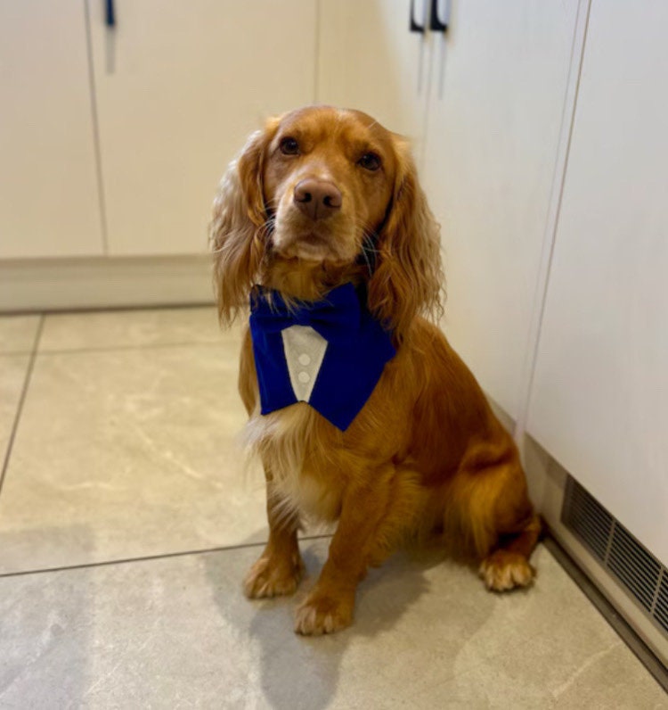Royal Blue Dog Tuxedo Bandana, Wedding Ring Bearer Pet Attire