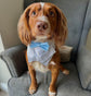 Light Grey Wedding Dog Bandana: Pet Ring Bearer Tuxedo Outfit