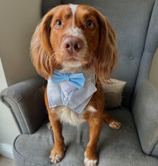 Light Grey Wedding Dog Bandana: Pet Ring Bearer Tuxedo Outfit