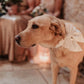 Ivory Wedding Dog Bow, Silk Satin, Bow Tie or Sailor Bow