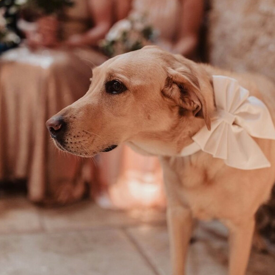 Ivory Wedding Dog Bow, Silk Satin, Bow Tie or Sailor Bow
