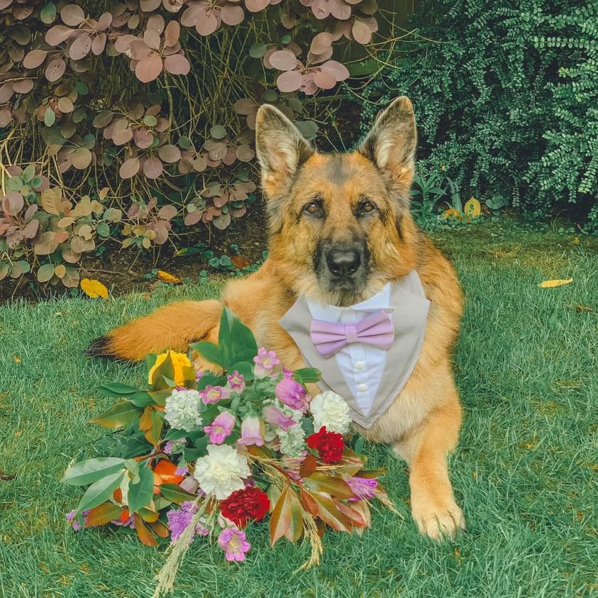 Navy Blue Wedding Dog Tuxedo Bandana: Handmade Pet Ring Bearer Outfit