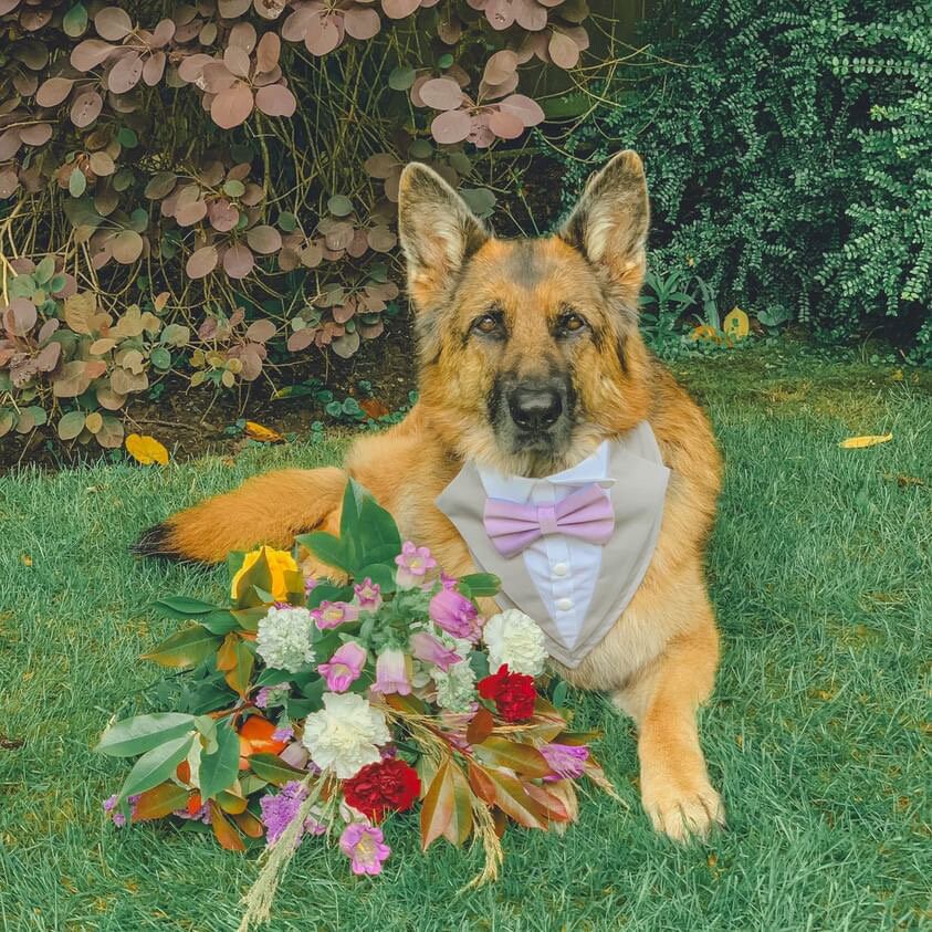 Natural Beige Wedding Dog Suit, Warm Sand Pet Tuxedo Bandana, Custom Size Welcome