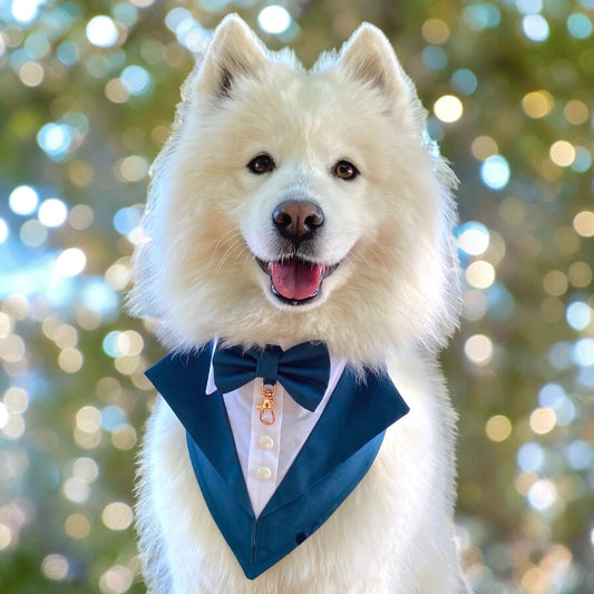 Teal Blue Wedding Dog Suit, Deep Blue Green Wedding Pet Tuxedo Bandana, Dog Ring Bearer, Custom Size Welcome, Dog suit for family photo