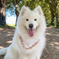Wedding Dog Bandana for girl pup,  White Wedding Dog Bandana, Flower Girl Dog Bandana, wedding girl pup suit, flower girl pup wedding attire