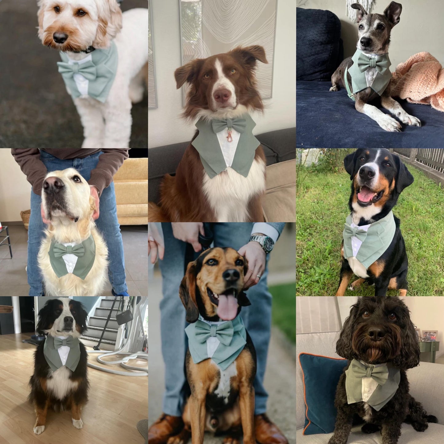Sage Green Wedding Dog Tuxedo Bandana, Ring Bearer Style Available, More Colours Available
