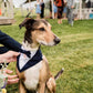 Navy Blue Wedding Dog Tuxedo Bandana: Handmade Pet Ring Bearer Outfit