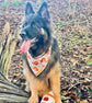 Autumn Pumpkin Dog Bandana – Pumpkin Patches Pet Bandana – Boho pet bandana – Snap On Bandana