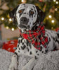 Christmas tartan dog sailor bow
