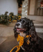 Handmade Mustard Velvet Dog Bow Tie or Sailor Bow
