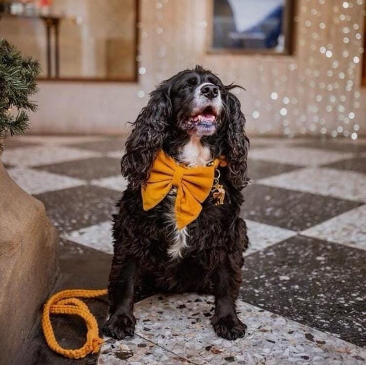 Handmade Mustard Velvet Dog Bow Tie or Sailor Bow