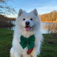Green Velvet dog sailor bow – perfect pet bow for Christmas – New Year – Wedding – handmade in the UK