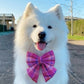 Pink Tartan Dog Bow for Valentine's Day: Bow Tie or Sailor Bow