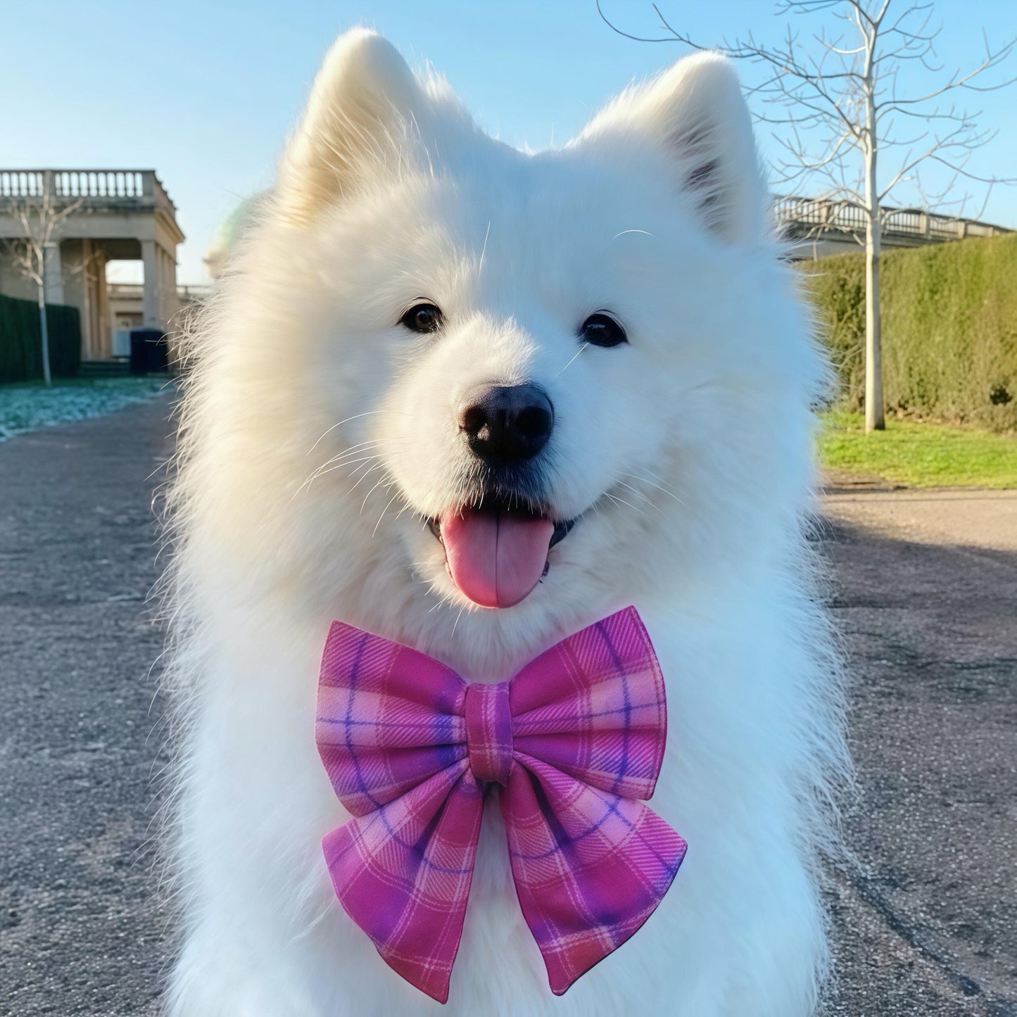 Pink Tartan Dog Bow for Valentine's Day: Bow Tie or Sailor Bow