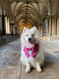 Pink Tartan Dog Tuxedo Bandana with Bow Tie