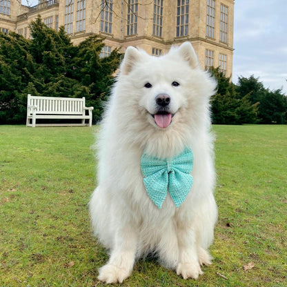 Mint Green Dog Bow for Spring and Easter: Bowtie or Sailor Bow